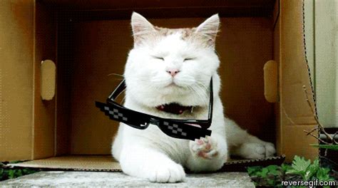 Badass Cat Gif Gif Animation Animated Pictures Cats Funny