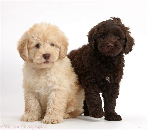 Our goldendoodle puppies enjoy being raised in our quiet country environment. Dogs: Cute Toy Goldendoodle puppies on beige background ...