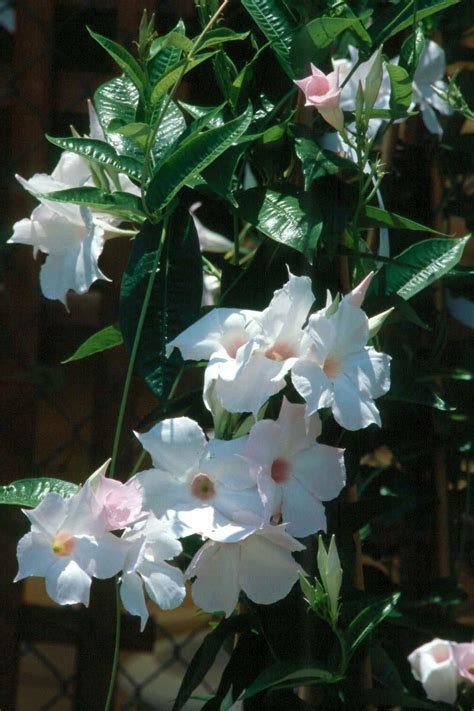 Tropical Flowering Vines Provide Color Until Frost Mississippi State