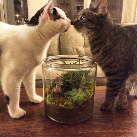 Kitty Kisses And Succulents Kitty Kisses Kitty Cats