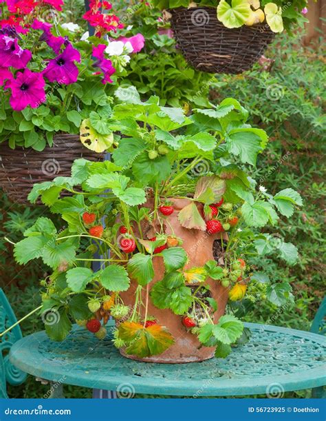 Terracotta Planter With Ripe Strawberries Stock Image Image Of Green