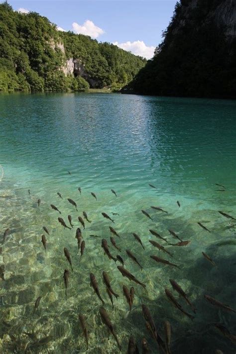 Turquoise Lake Plitvice Croatia With Images Fishing
