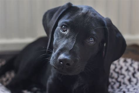 Labrador Retriever Pictures To Brighten Your Day