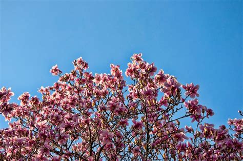 Free Images Landscape Tree Branch Sky Leaf Flower Petal Bloom