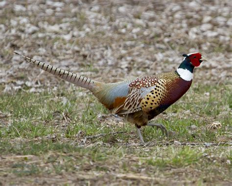 9466 Ring Necked Pheasant Rnep Melissa And Wade Flickr
