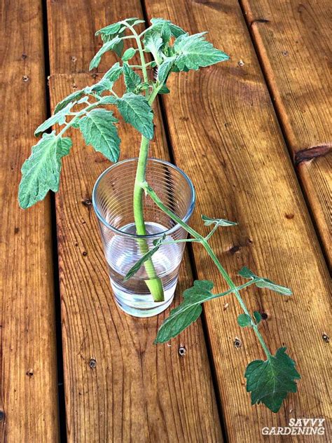 When growing tomatoes, the ultimate goal is to help the plant yield as much ripe fruit as possible. Tomato Plant Suckers: When and How to Prune Tomato Plants ...