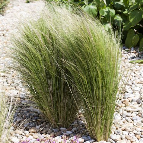 Mexican Feather Grass Seed Stipa Tenuissima Ornamental Grass Seeds