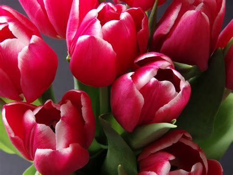 Tulips (tulipa spp.) are a charming addition to any spring garden, and they're some of the first flowers to emerge after a long winter. Spring Tulips Free Stock Photo - Public Domain Pictures