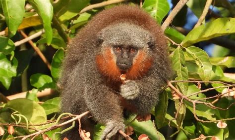 Quatro Macacos Brasileiros Estão Na Lista Dos Primatas Mais Ameaçados