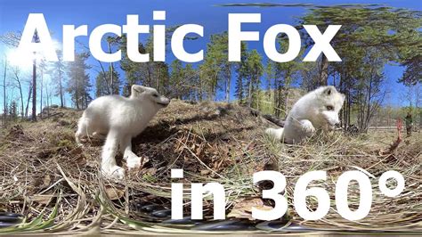 Arctic Fox Anatomy