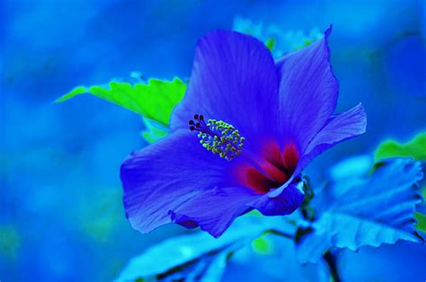 Download Blue Flower Close Up Flower Nature Hibiscus 4k Ultra Hd Wallpaper