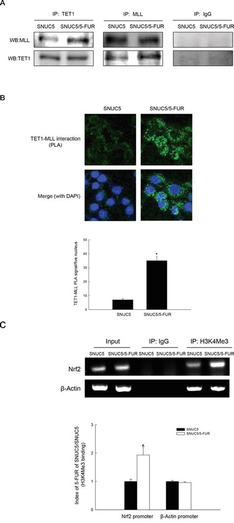 Interaction Of Dna Demethylase And Histone Methyltransferase