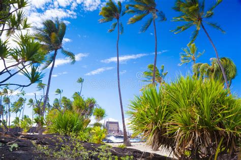 Palms And Ancient Hawaiian Dwellings Stock Image Image Of Bush