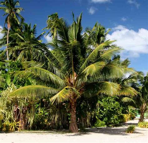 Top Things To Do In Samoa Lonely Planet