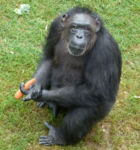 A Chimpan Sitting On The Ground Holding A Carrot In Its Hand And