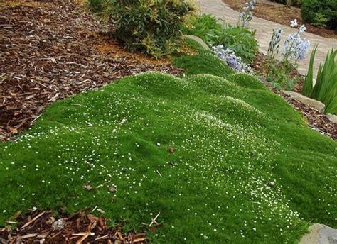 20 Irish Moss Seeds Ground Cover Sagina Subulata Plant Outdoor