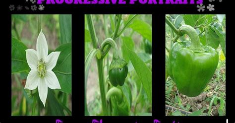 Discussion threads about this plant. D.I.G THIS!!!: Pepper Production