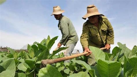 Exorbitantes Multas Para Los Campesinos Que No Obedezcan Al Régimen