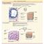 Epithelial Cell Function And Structure  MedicineBTGcom