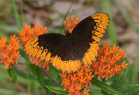Alabama Butterfly Atlas Needs Your Help 9 Beautiful Images