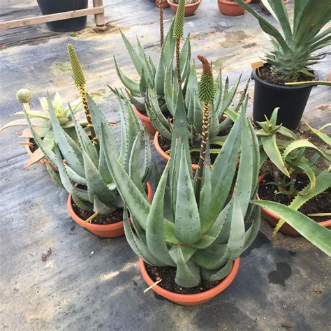 Aloe 5 Succulents Plants Succulents Garden