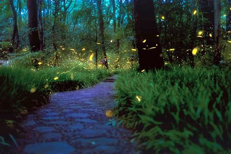 Fireflies Fireflies And Background Firefly Hd Wallpaper Pxfuel