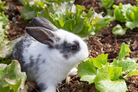 How To Keep Rabbits From Eating Your Plants Better Homes