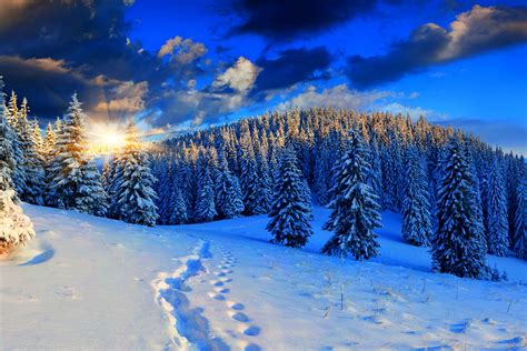 Scenery Seasons Winter Forest Sky Sunrise And Sunset Snow Fir Nature