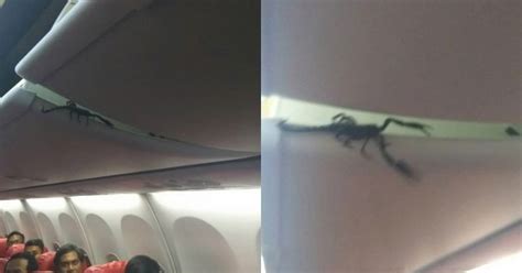 Scorpion In Flightextra Passenger On Board People On Flight Freak Out