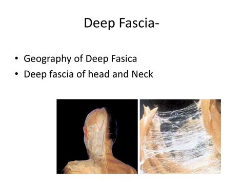 Ppt Understanding The Fascial Planes Of Head And Neck Powerpoint