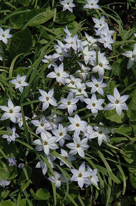 What kinds of flowers can you send to houston, tx? Wisley Blue Spring Starflower (Ipheion uniflorum 'Wisley ...