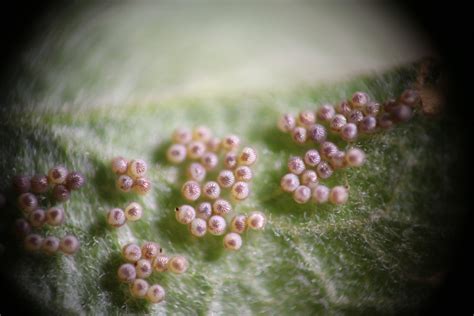 All that movement may leave behind teeny, tiny holes. identification - Are these insect eggs from Rosy Apple ...
