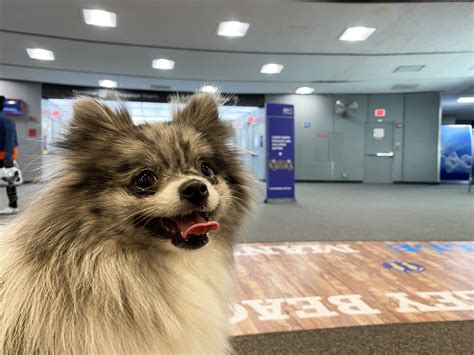 Flying with pets takes a lot more planning, but it's worth it if it means not having to choose between an awesome trip and time with your pet. Flying with a dog in cabin: 20 Tips for traveling with ...
