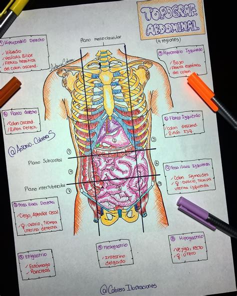 Regiones 9 Cuadrantes Abdominales Y Sus Organos Pdf Fotodtp