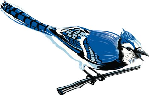 Blue Jay Clip Art Vector Images And Illustrations Istock