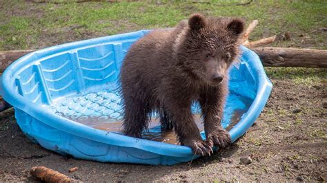 Northwest Trek Is About To Be Home To 2 Grizzly Bear Cubs Tacoma News
