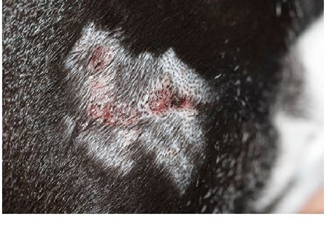 Clinical Features Of The Dog Multiple Papules Are Present On The Right