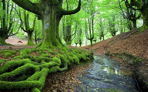 1080p Free Download Mossy Tree By A Creek Trees Landscapes Forests