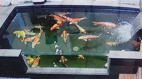 Ini adalah kombinasi dari komponen filtrasi mekanis, biologis, dan lainnya. Kolam Ikan Koi Minimalis - YouTube