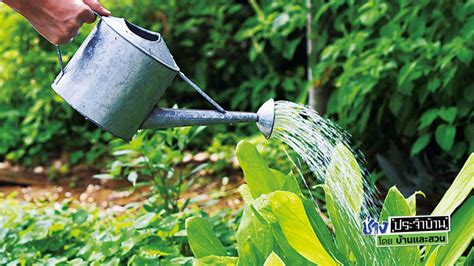 รดน้ำต้นไม้ฤดูหนาว ควรรดน้ำอย่างไรถึงจะถูกวิธี - บ้านและสวน