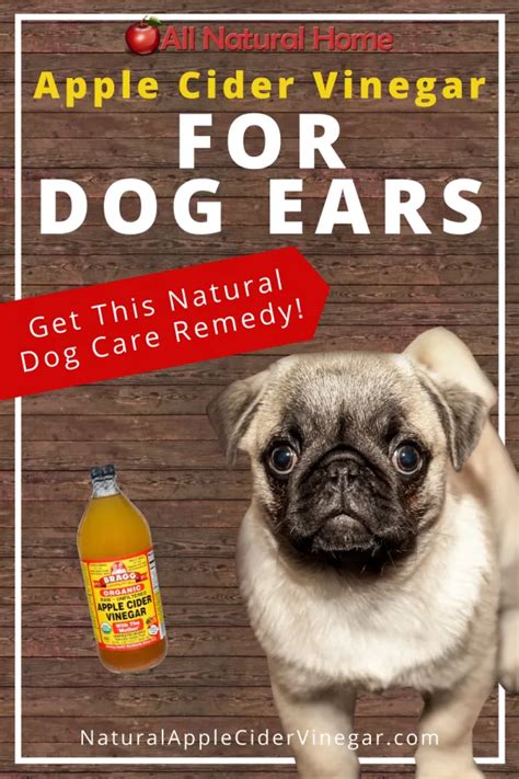 Apple Cider Vinegar For Dog Ears Home Remedy All Natural Home Dogs