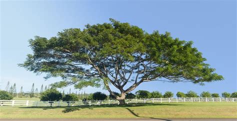 Acacia Koa Care Learn How To Grow Koa Acacia Trees In The Landscape