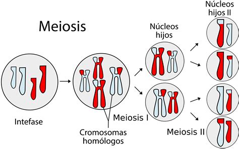 Fases De La Meiosis Images