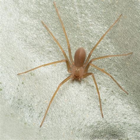 Pest Control Brown Recluse Signs You May Have An Infestation Expert