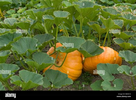 Pumpkins In Pumpkin Patch Surrounded By Many Leaves And Vines Stock