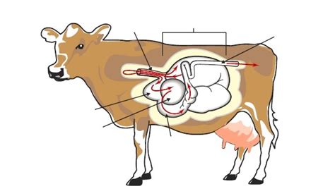 Label Digestive System Of A Cow Diagram Quizlet