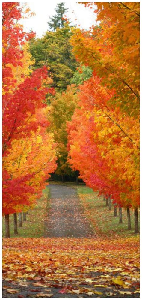 Amazing Photos Of Fall Scenery So Many Colors Autumn Scenery Scenery