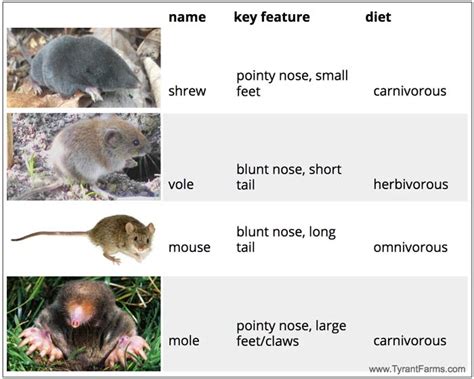 How To Prevent Or Stop Voles From Eating Your Plants Tyrant Farms