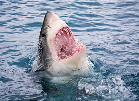 Exposed Top 10 Most Gruesome Shark Attacks — Savaged Organs Missing