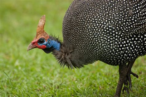 Impressive Facts About Guinea Fowls Animal Encyclopedia